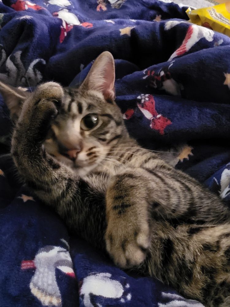 The floofiest boy practicing karate 