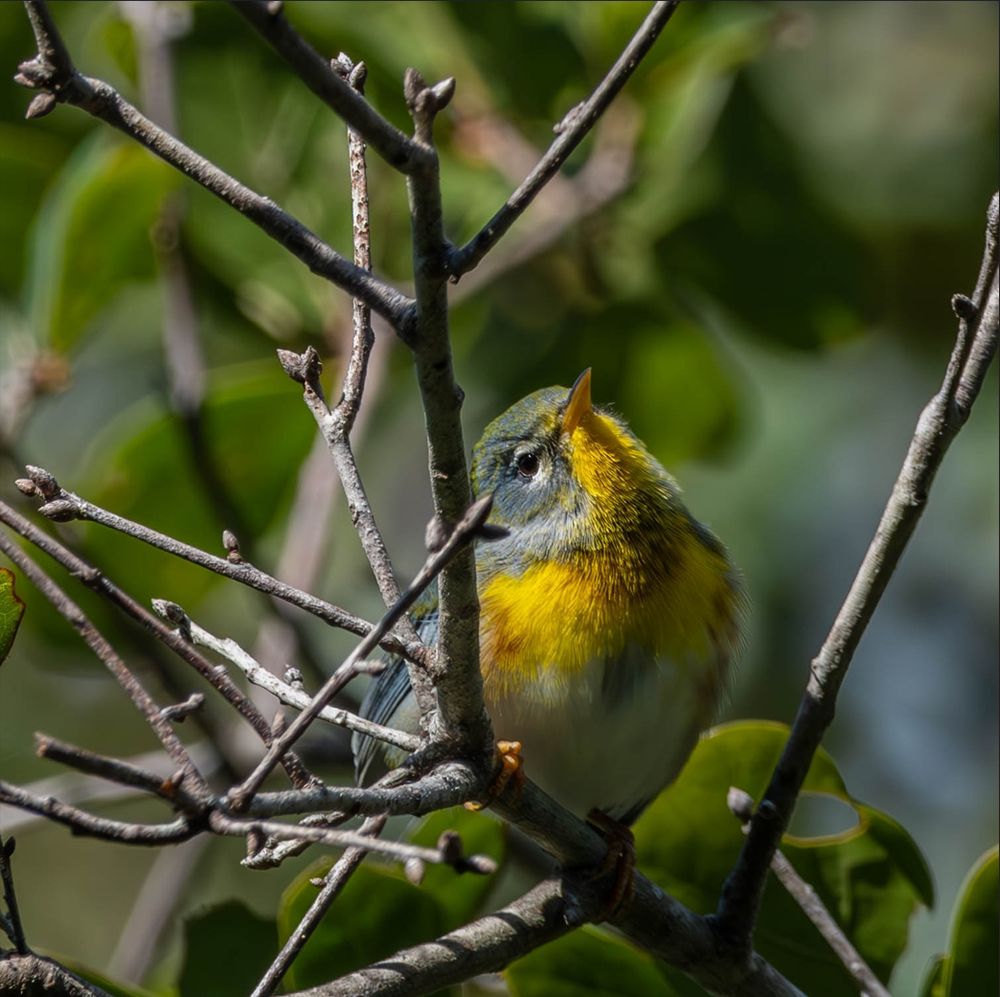 A northern parula peeking at the camera curiously from his perch on a shrub