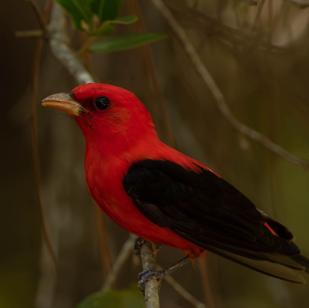 A portrait of a male scarlet tanager in profile.