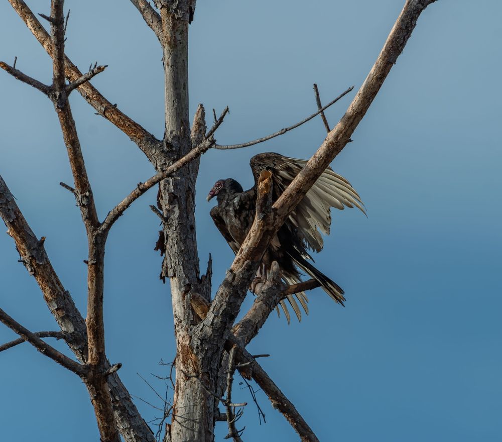 An image of black vulture with its wings slightly extended in a dead tree.