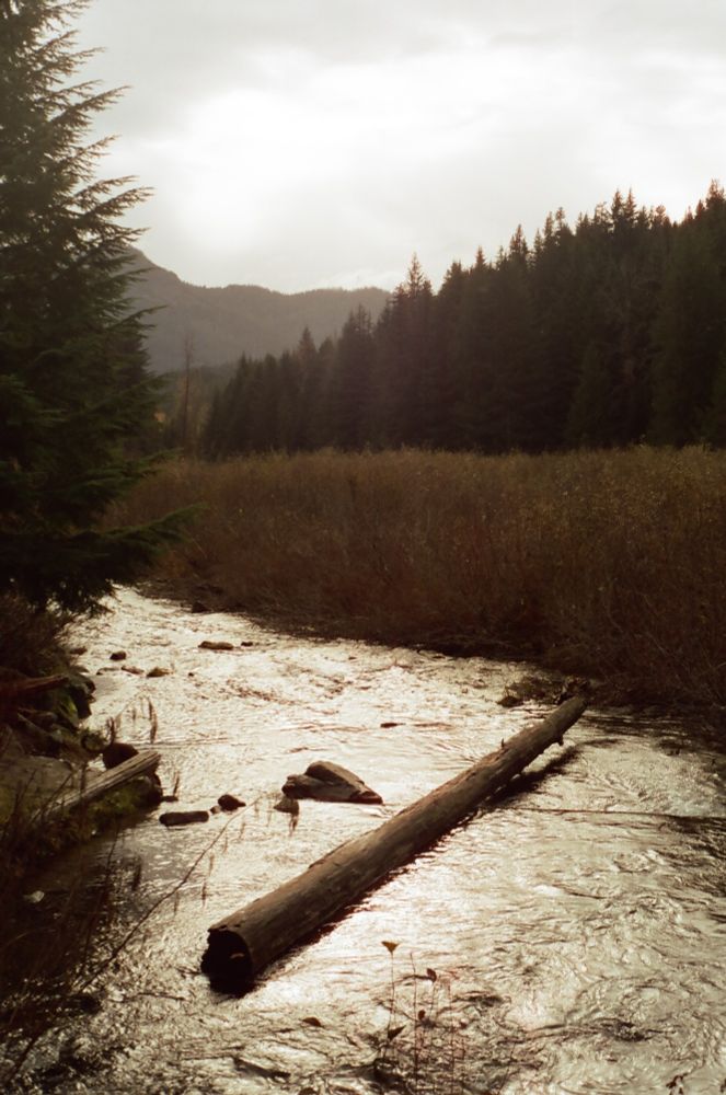 Small river with a log in the center, cutting through a field and trees with a mountain in the background