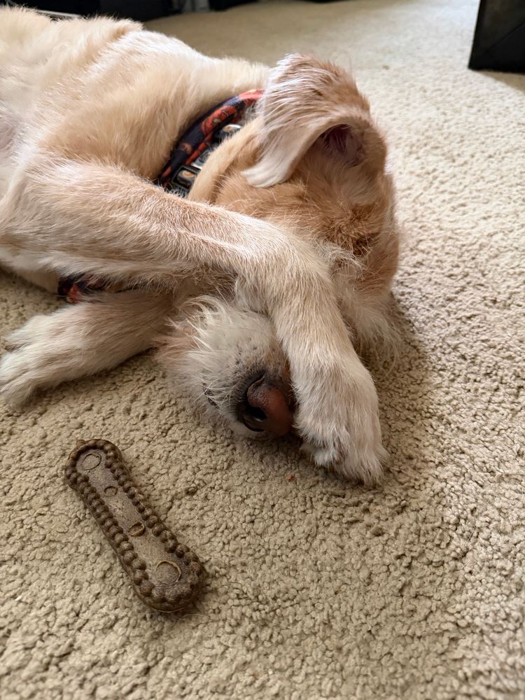 A picture of a dog covering its eyes as it lays on the floor next to a dog treat.