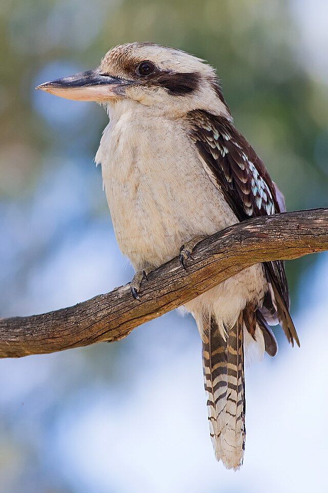 Australian Laughing Kookaburra