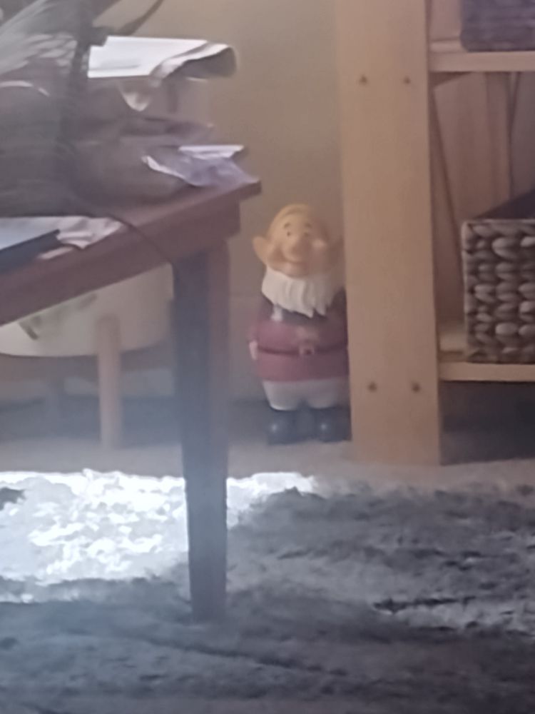 Charlie a Brisbane Lions fan