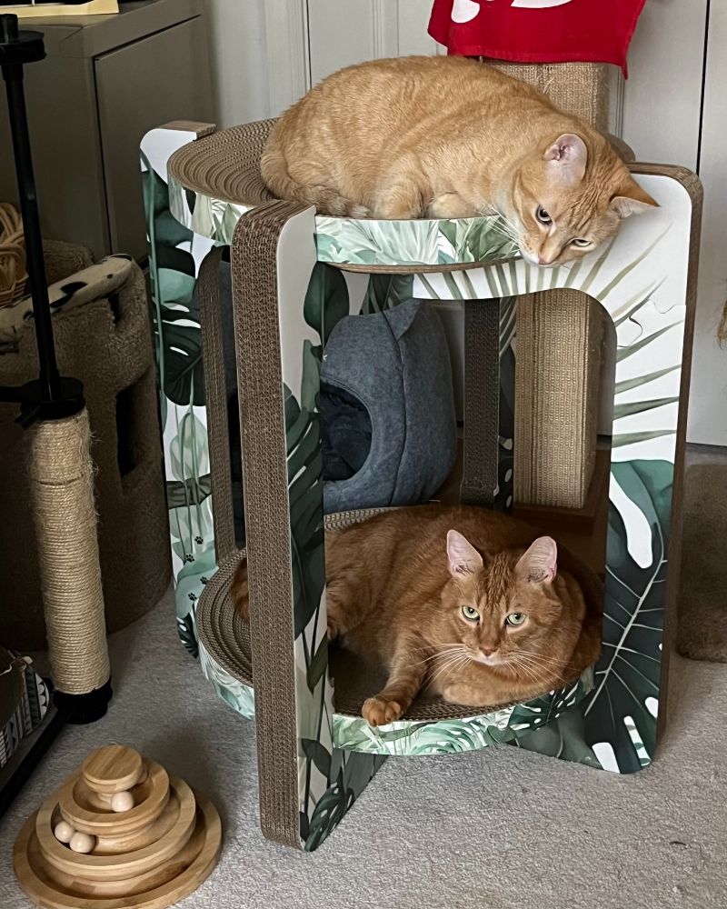 Two orange tabby cats in a two-level cardboard scratcher. The top and bottom "shelves" are made of corrugated cardboard that has been curled up, and then gently depressed in the center to make a saucer shape. The top one is supported by four corrugated cardboard legs. In the top one is a light orange tabby with her head hanging over the side a bit. In the bottom is a darker orange tabby with green eyes, looking right at the camera. A wooden stack roller cat toy is visible at the bottom left. 