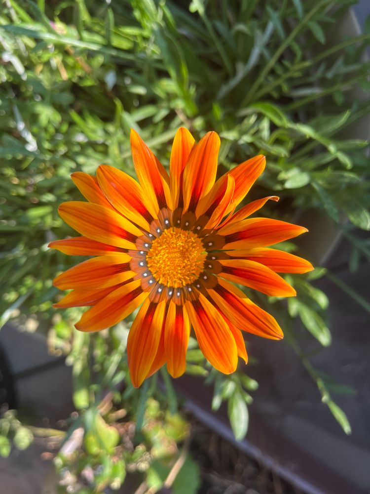 Brilliant orange flower, similar to a daisy. One level of petals, shaded light in the center to darker orange at the tips. Center section of the flower shows pollen, also orange. About 3 inches across. Foliage in the background.