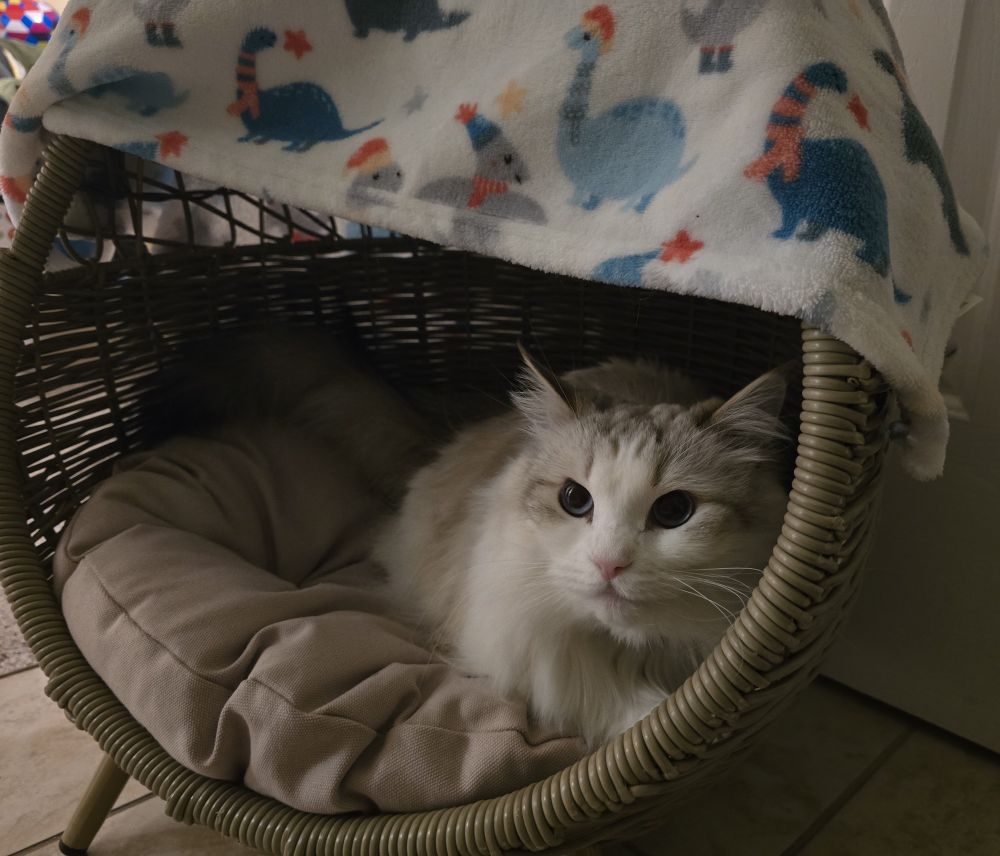 Freya, a silver bi colorpoint siberian cat, laying in her new cat bed.