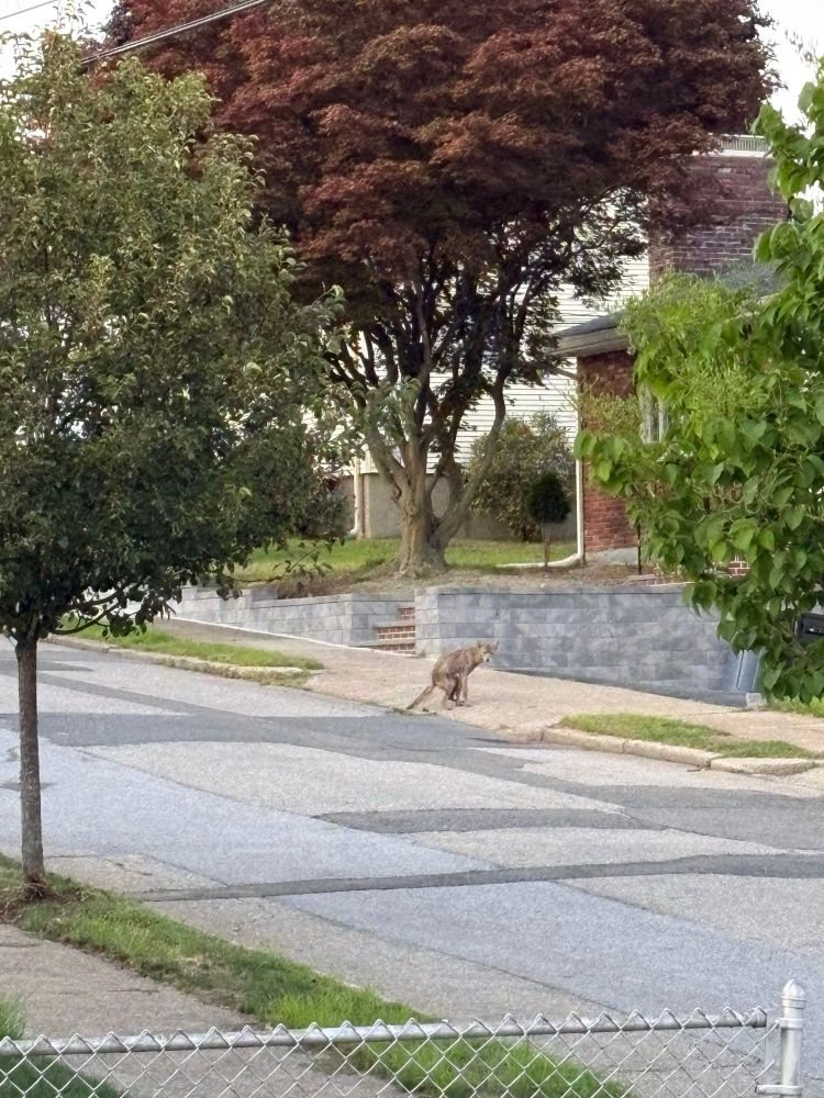 a coyote on a suburban street pooping 