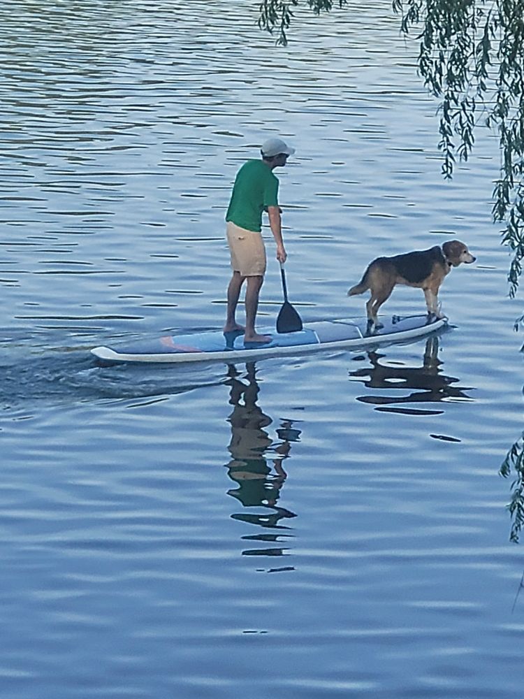 A paddle board with a man and a dog. The dog is posed at the front of the board. 