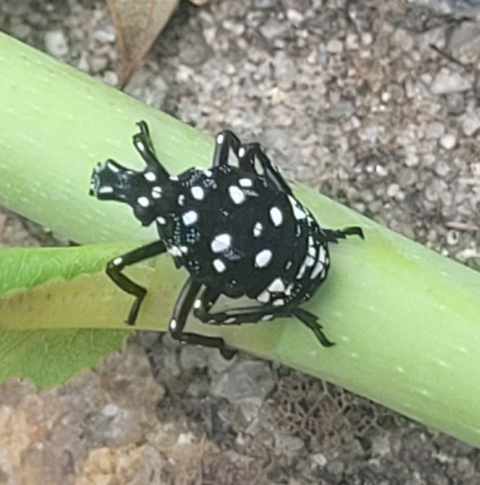 A black beetle with white spots.