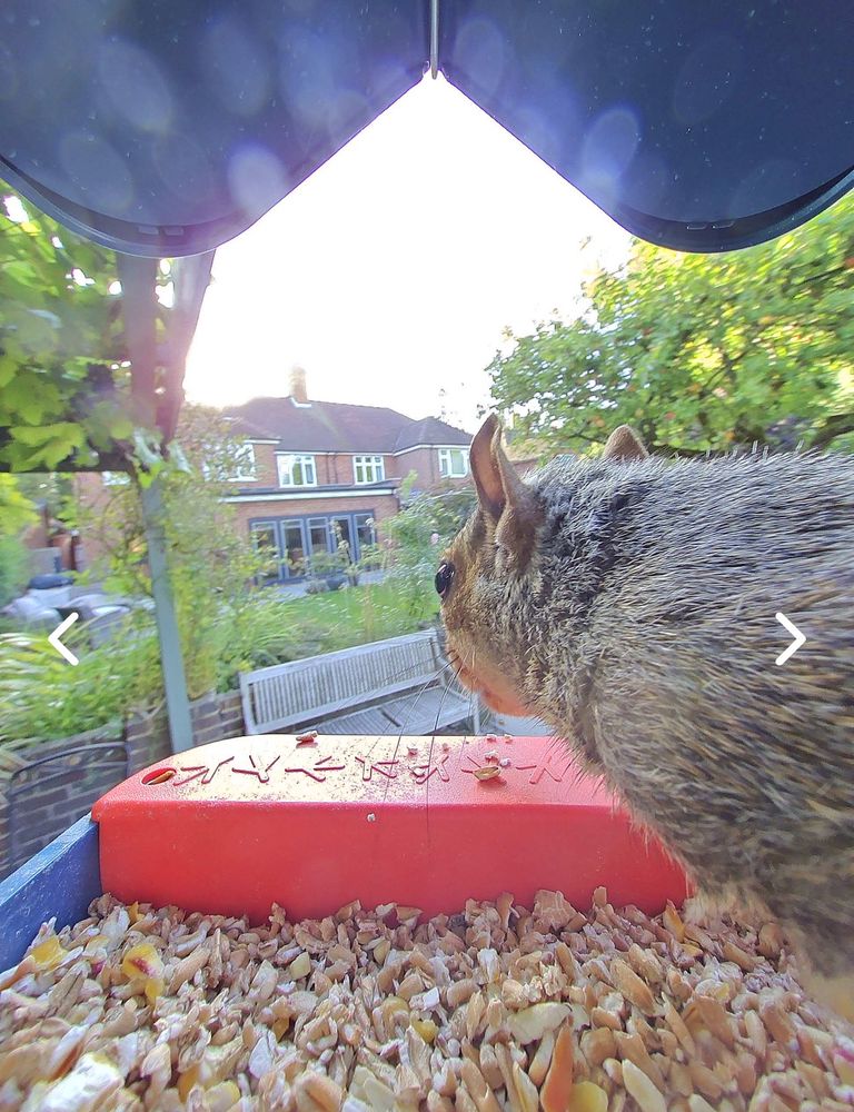 Squirrel at bird feeder 