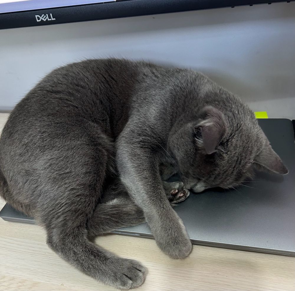 Cat asleep on laptop 