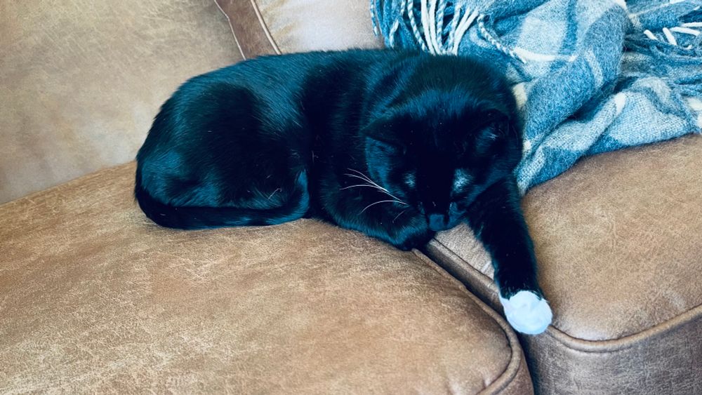 Tuxedo cat sprawled out on a brown loveseat. 