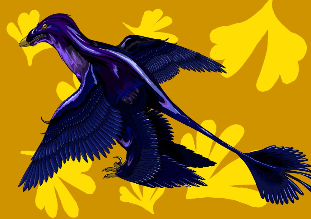 Microraptor against an orange background with yellow ginkgo leaves, The Microraptor has dark feathers with iridescent shines of blue and purple. 