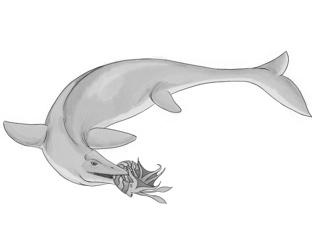 Black and White drawing of a non-specific mosasaur preying on an ammonite with a striped shell. The mosasaur is biting the shell from the ammonite's back, while the Ammonite reaches some of its arms up in a vein attempt to reach.