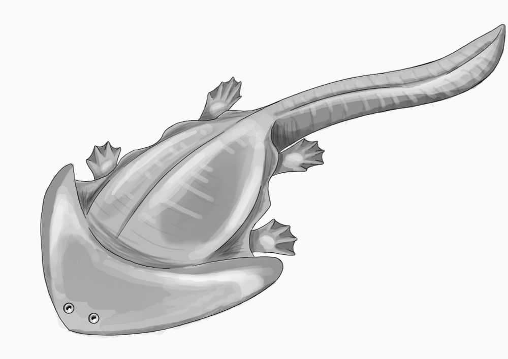 Black and white drawing of a Diplocaulus, a boomerang-headed amphibian from the Permian period