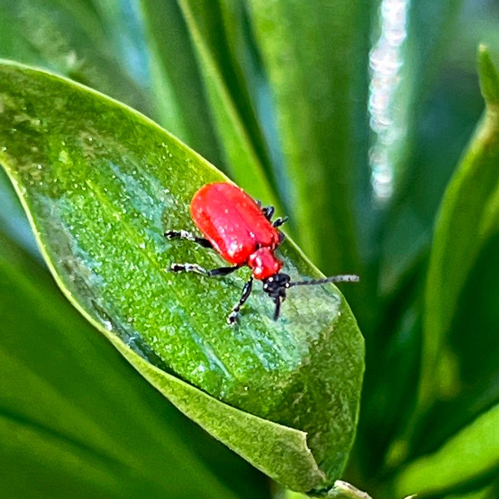 Red Lily Beetle