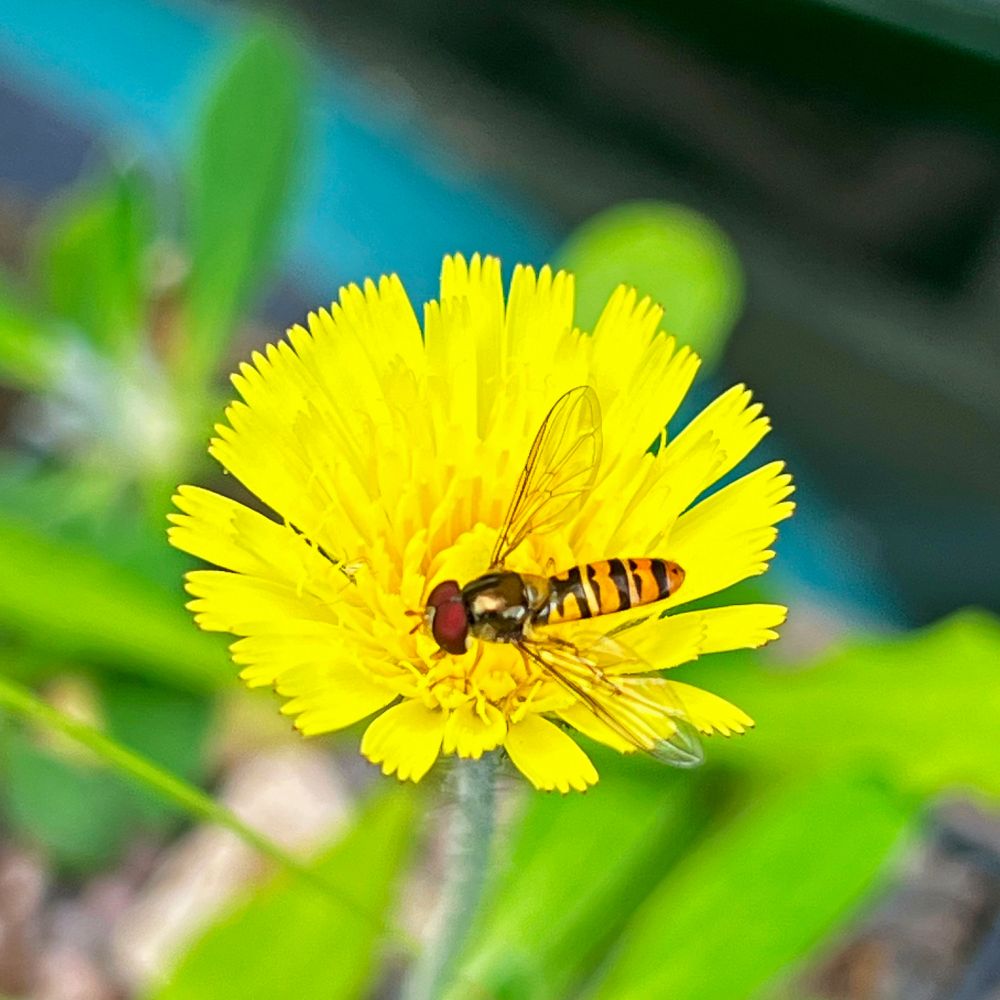 Mouse-ear Hawkweed