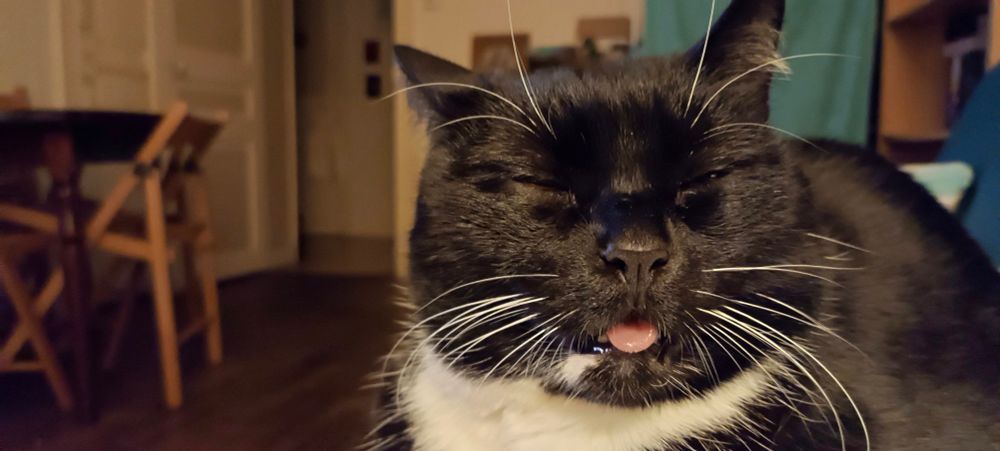 Une photo d'aldo mon chat d'amour