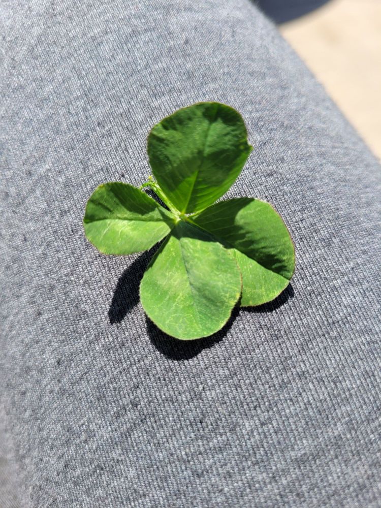 A four-leaf clover