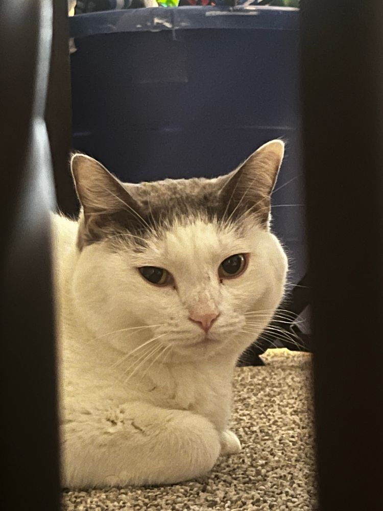 Disgruntled cat not understanding why he isn’t the center of attention today 