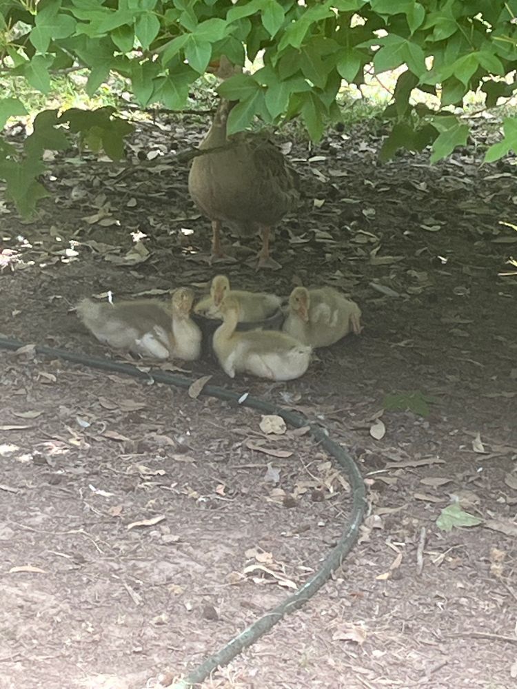 Three goslings waiting to swim in the dog bowl, while a fourth gosling takes its turn doing laps. Mother goose supervising in the shadows.