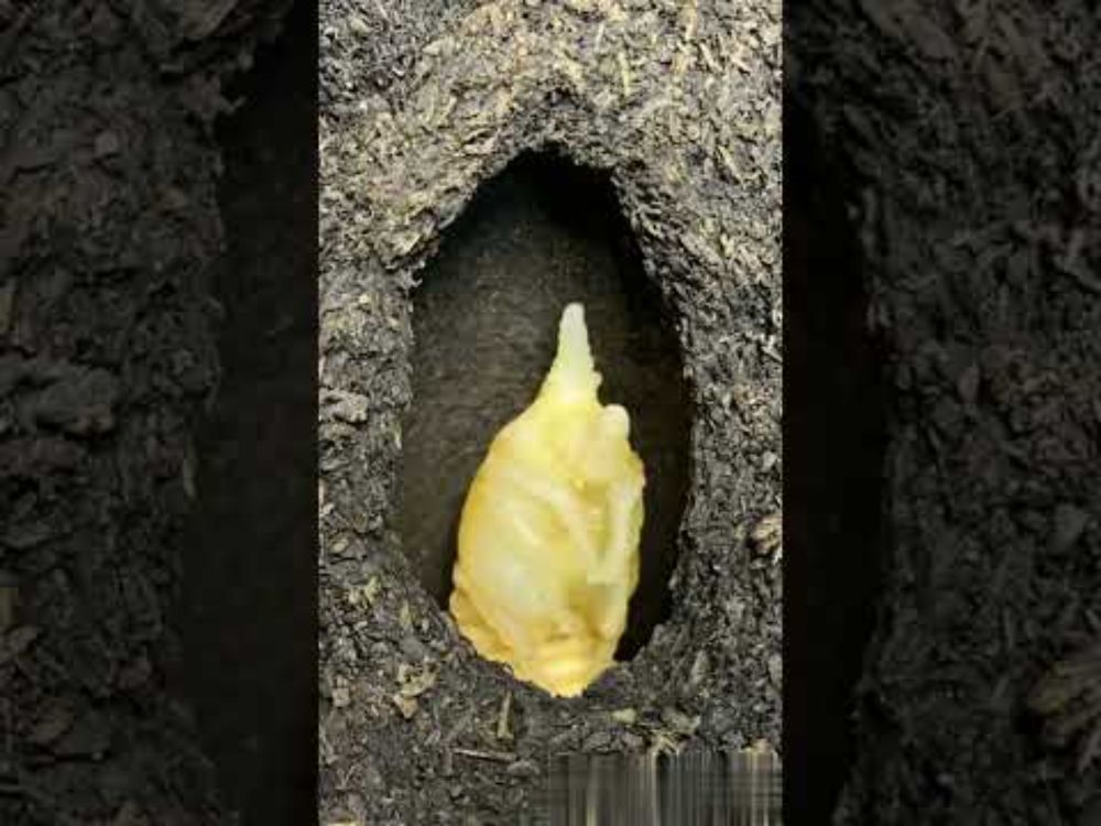 New born beetle | Baby Beetle Being Born #ethical #naturalwonders #entomology #shorts #insects