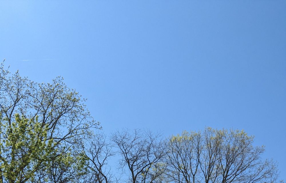 pure blue sky above treetops that have the beginnings of leaves 