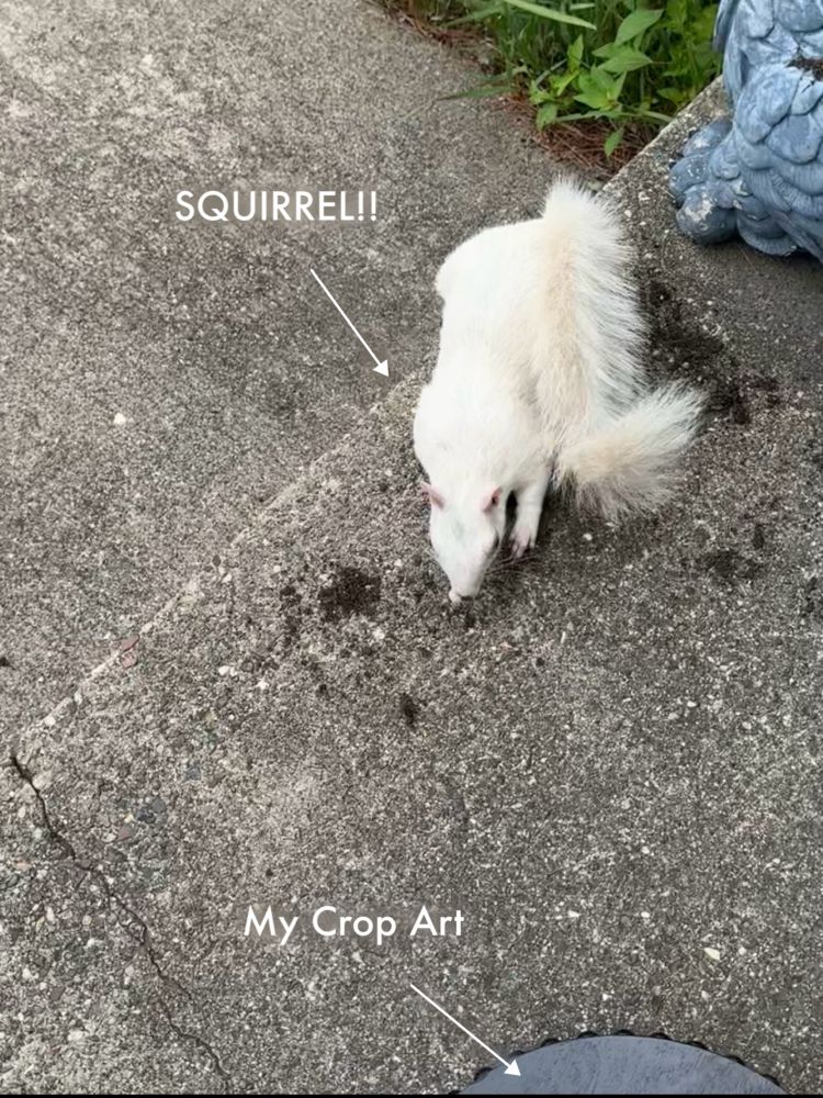 A white squirrel is on the concrete stoop outside my side door looking at my in progress crop art piece for the Minnesota State Fair as if it is a special snack just for her! 