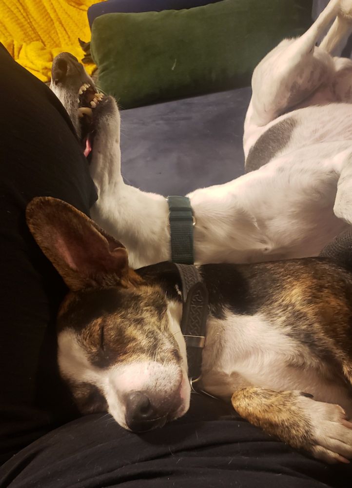 Slightly different angle of two dogs sleeping on a couch cuddling their human. The smaller dog, a brindle and black corgi mix, is asleep facing the camera. Cuddled up against the corgi is a white greyhound with a black saddle and white ticking. The greyhound is rolled on its side and back in a roaching L shape. Her muzzle is slightly agape, and her tongue is poking out at the corner of her mouth.