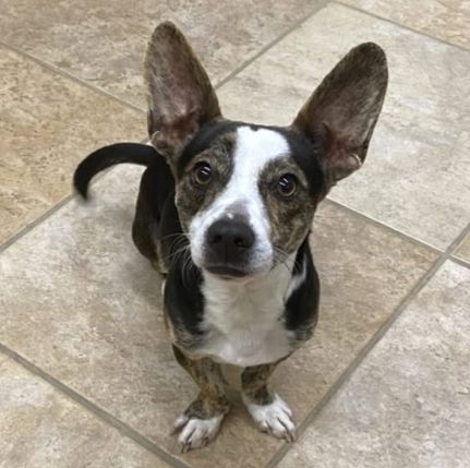 Small dog with brindle tipped black spots and white feet, staring up at a camera with giant ears alert and tail wagging.