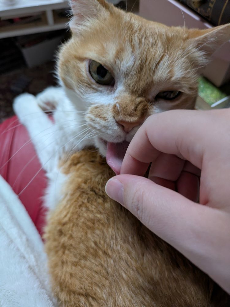 茶白猫に指をぺろぺろされている