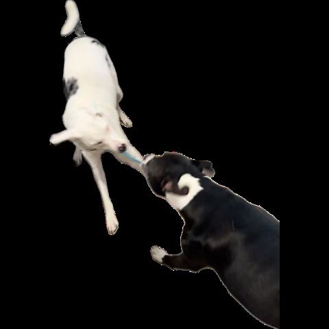Two dogs playing tug with a toy