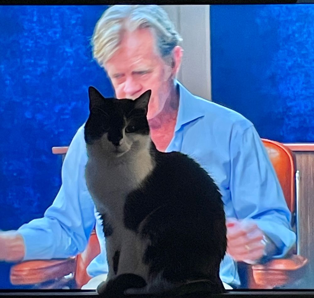 loki the tuxedo cat sitting in front of the tv while william h. macy acts something out on the adam friedland show
