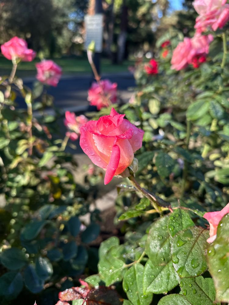 A not fully open pink rose covered in water 