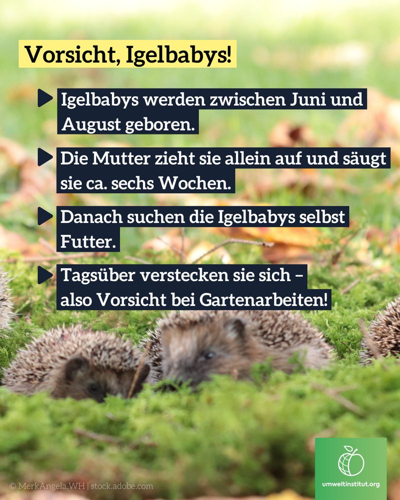 Drei kleine Igelbabys liegen im grünen Moos. Text auf dem Bild: „Vorsicht, Igelbabys! – Igelbabys werden zwischen Juni und August geboren. Die Mutter zieht sie allein auf und säugt sie ca. sechs Wochen. Danach suchen sie selbst Futter. Tagsüber verstecken sie sich – also Vorsicht bei Gartenarbeiten!“