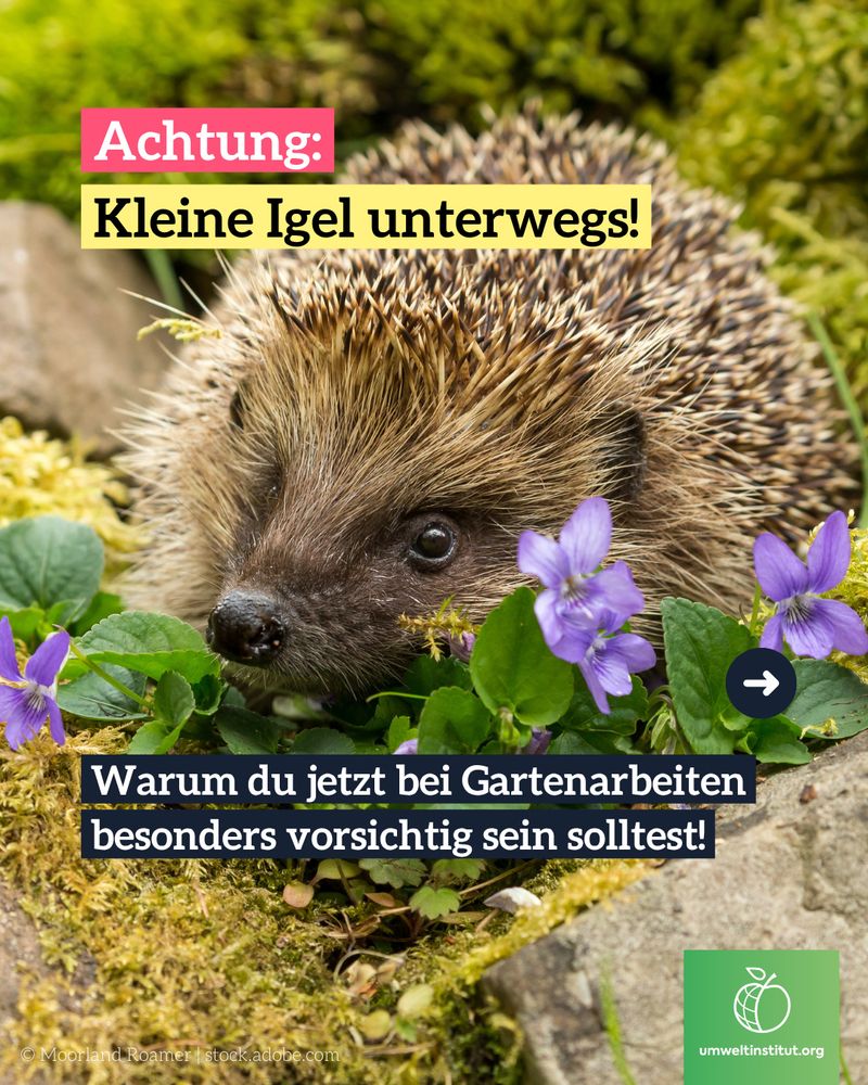 Nahaufnahme eines kleinen Igels zwischen Moos und violetten Blüten. Text auf dem Bild: „Achtung: Kleine Igel unterwegs! Warum du jetzt bei Gartenarbeiten besonders vorsichtig sein solltest!“