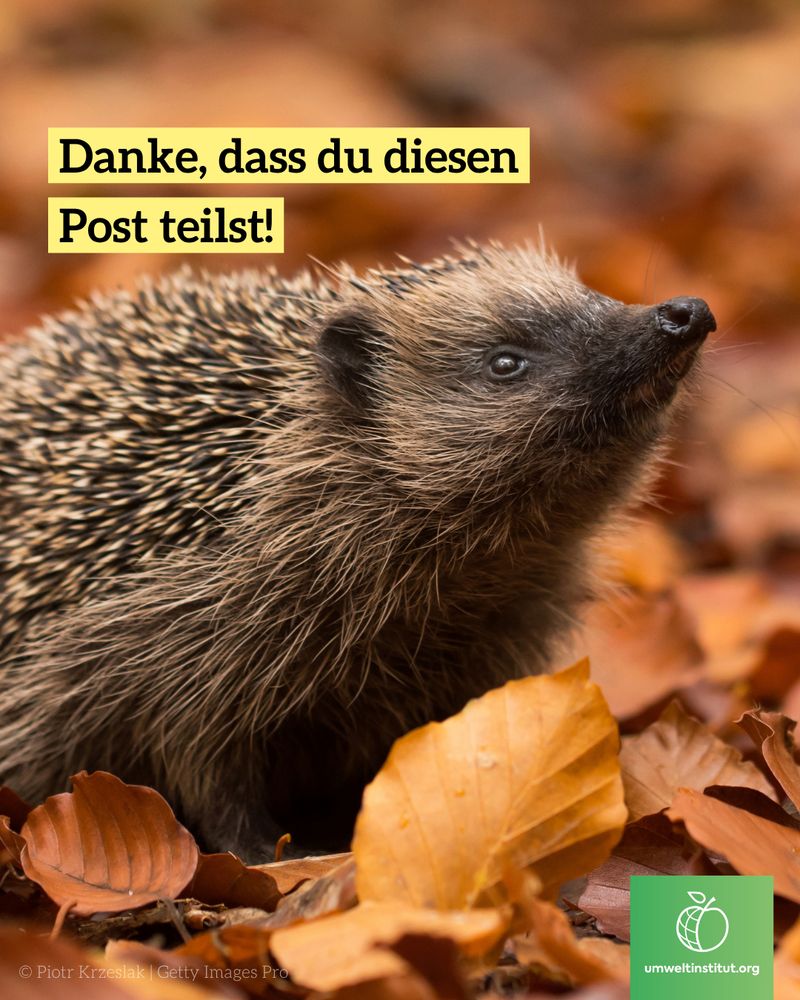 Ein kleiner Igel steht zwischen braunen Herbstblättern und blickt nach oben. Text auf dem Bild: „Danke, dass du diesen Post teilst!“