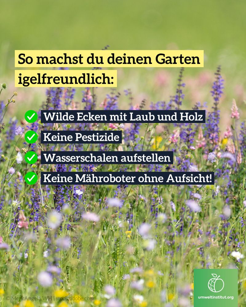 Wildblumenwiese mit violetten, rosa und weißen Blüten im Vordergrund. Text auf dem Bild: „So machst du deinen Garten igelfreundlich: Wilde Ecken mit Laub und Holz, Keine Pestizide, Wasserschalen aufstellen, Keine Mähroboter ohne Aufsicht!“