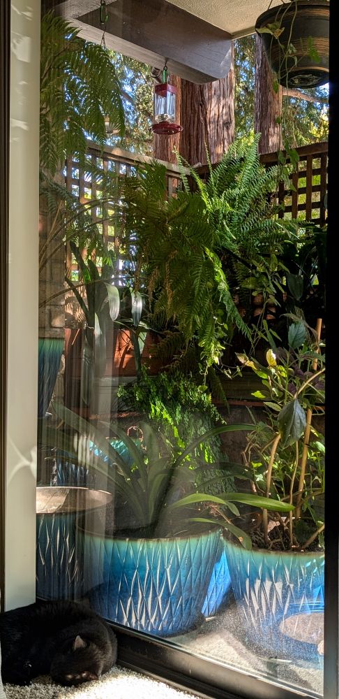 Small black cat curled up asleep in front of a patio door with a green garden on the other side of the window.