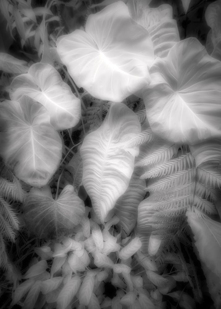 Botanical garden. Various plants via infrared monochrome 