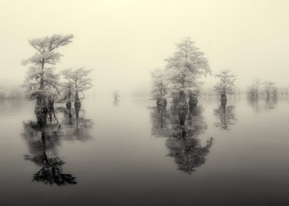 Foggy wetlands with bald cypress 
