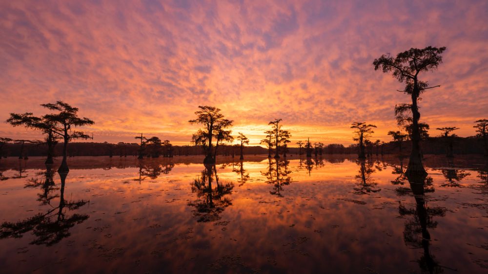 People have lived here for about 12,000 years. The earliest inhabitants hunted and gathered in the wetlands, forests and floodplains.

That lake was named for the Caddoan people. According to one legend, a Caddo chief’s failure to obey the Great Spirit caused an earthquake that created Caddo Lake. 

Spanish explorers first arrived in Texas in 1542. French explorers arrived in 1685. Both groups encountered the Caddo on the Red River in the late 1600s. The Caddo successfully traded and negotiated with the newcomers.

The Caddo began to settle in the area near Caddo Lake around the 1800. They built ceremonial centers and maintained far-reaching trade routes. They hunted game with bows and arrows, fished, and farmed corn, beans and squash.

But conflict arose between the Spanish and French over Caddo territory. American settlement from the east and attacks from neighboring Native tribes led to increased loss of Caddo territory by the middle 1800s.

The United States government forcibly moved the Caddo to Oklahoma in 1859.

