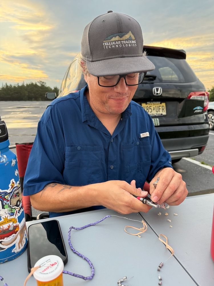 Here is the alt text for this image:

**Alt text:**
Dr. David La Puma sits at a table during early morning light, banding a Purple Martin chick. He wears a blue shirt and a gray “Cellular Tracking Technologies” hat, smiling slightly as he uses pliers to apply a silver USGS band to the bird’s leg. A strand of purple field-readable auxiliary bands, elastic loops, and wood shavings are on the table in front of him. Behind him is a black Honda with a New Jersey license plate, and the sky glows with soft golden hues.