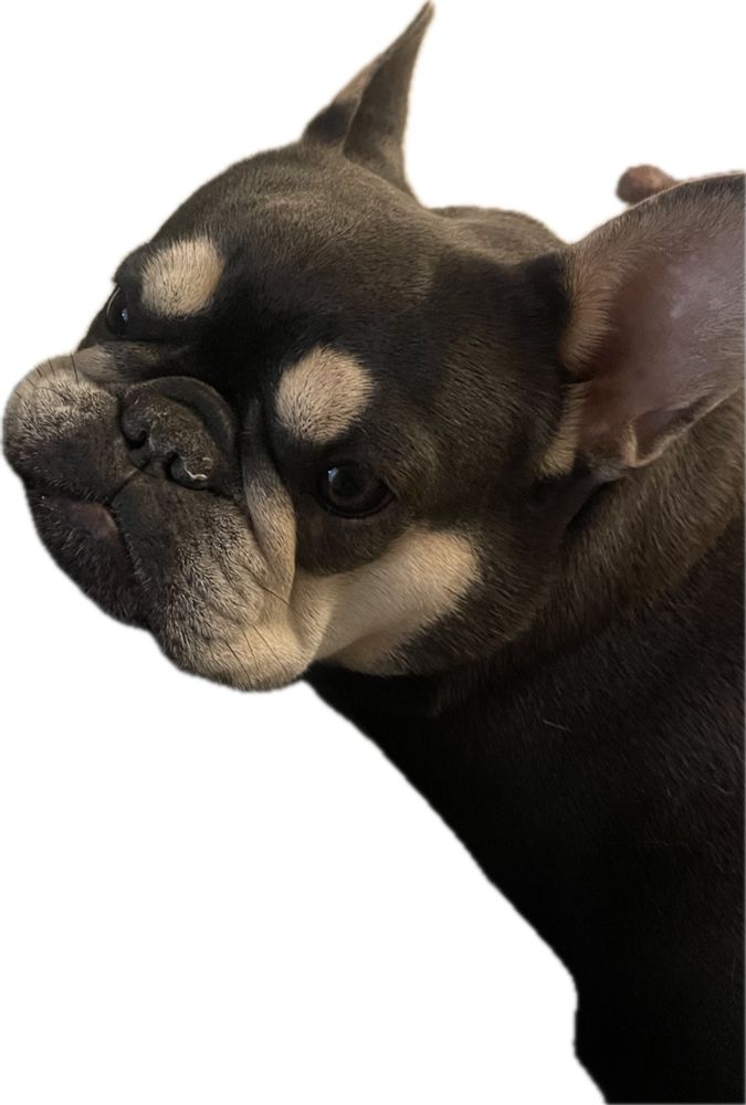 French bulldog looking up at owner expectantly.