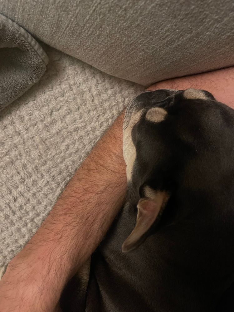 French bulldog lying asleep on my arm.