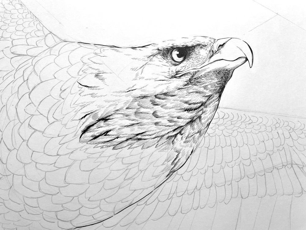 A detailed in-progress ink illustration of a Bald Eagle on white paper. The head is illustrated in detail with black ink, but the rest of the body is still sketched in graphite. The photo is cropped to center the head, with only the top of the torso and part of the left wing visible. The eagle is in flight and looking upwards.