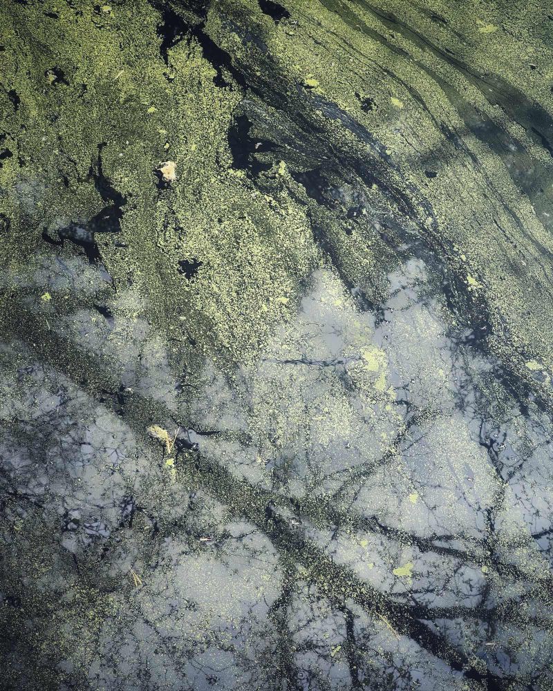 Pond surface with floating weed and reflections of trees