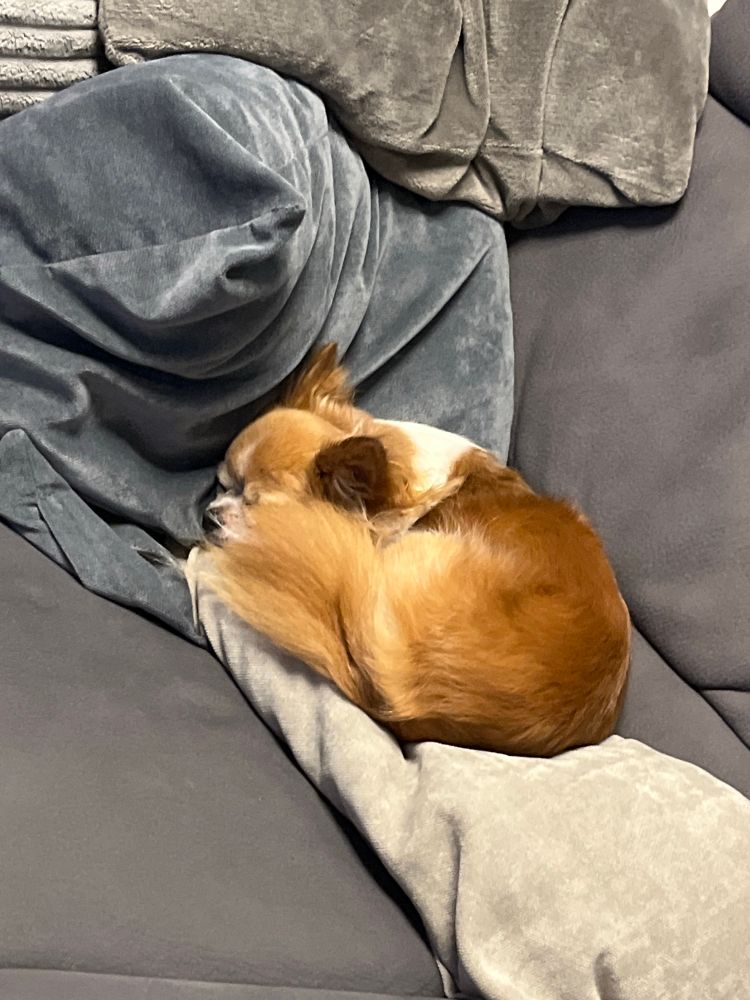 Chihuahua auf der einem Kissenstapel auf der Couch