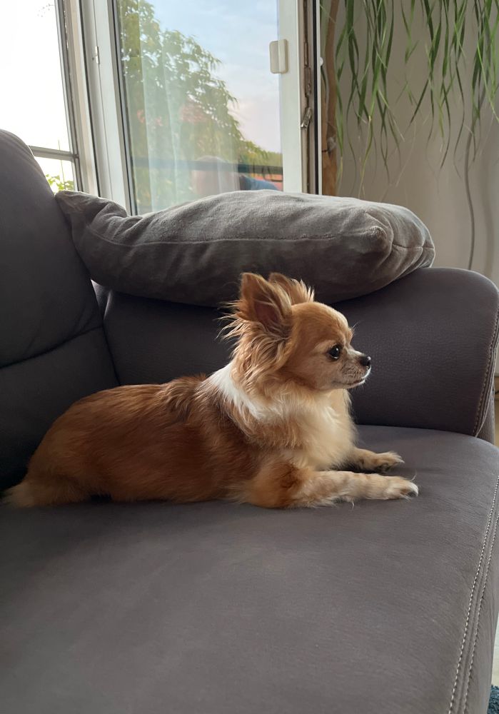 Ein gold-weißer Chihuahua liegt auf meiner grauen Couch 